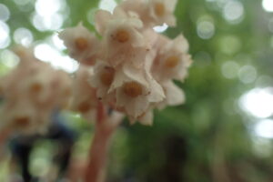 シャクジョウソウの花の中