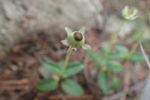 ウメガサソウの果実