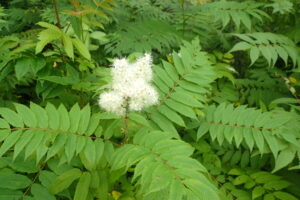 ホザキナナカマドの花