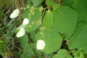 イワガラミの飾り花
