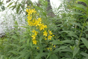 クサレダマの黄色い花