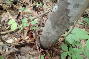 ヒトツバイチヤクソウの紅色の花