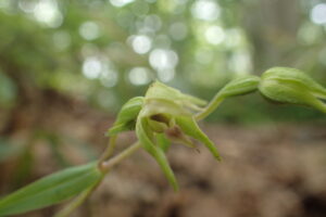 エゾスズランの緑色の花