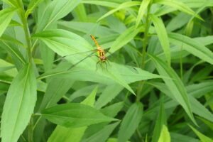 マユタテアカネ