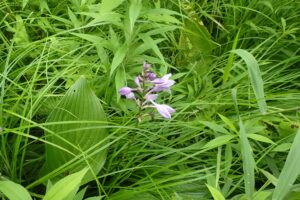 タチギボウシの薄紫色の花