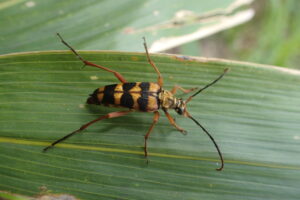 ヨツスジハナカミキリ