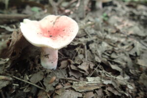 薄桃色のキノコ