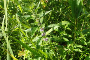 ハッカの薄紫色の花