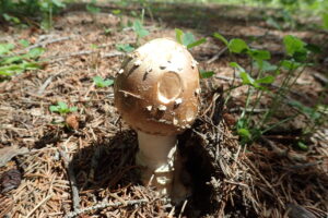 軸の白いキノコ