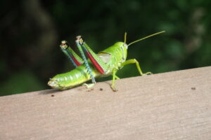 ミカドフキバッタ