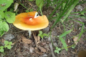 オレンジ色のキノコ