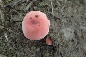 桃色のキノコ