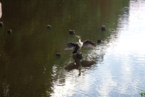 羽を広げるウミウ