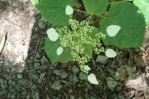 イワガラミの飾り花