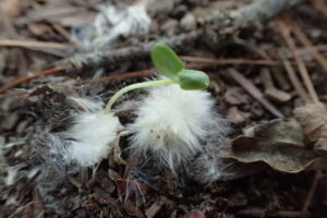 ヤマナラシの発芽