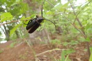触角の長いノコギリカミキリ