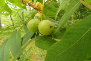 オニグルミの青い実