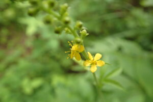 キンミズヒキの黄色い花