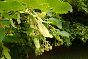 オオバボダイジュの果実