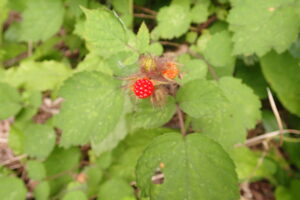 エビガライチゴの赤い果実