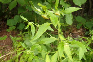 コヤブタバコの花