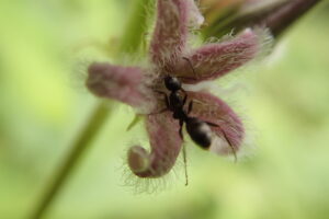 ガガイモの花に来ているアリ