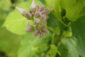 ガガイモの薄桃色の花