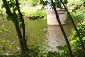 取水塔の横で休んでいるウミウ