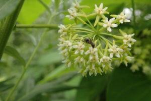 イケマの白い花