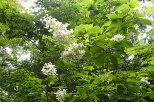 ノリウツギの白い装飾花