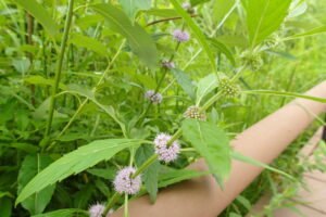 薄紫のハッカの花