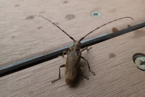 ビロウドカミキリ