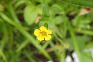 ミゾホオズキの黄色い花