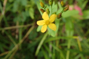 オトギリソウの黄色い花