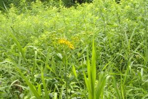 ハンゴンソウの黄色い花