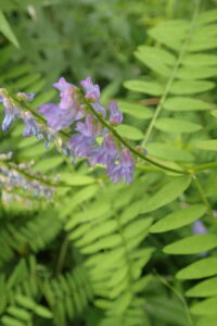 クサフジの薄紫色の花