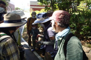 エゾゼミを紹介するガイドさん