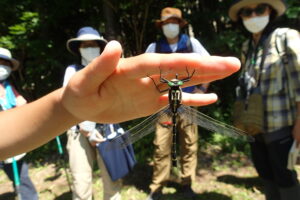 手にとまったコオニヤンマ