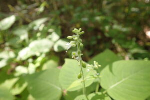 ウシタキソウの白い花と丸い果実