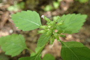 ツルニガクサの薄紫色の花