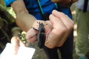 ミヤマクワガタのメス