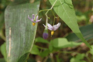 ヤマホロシの薄紫色の花
