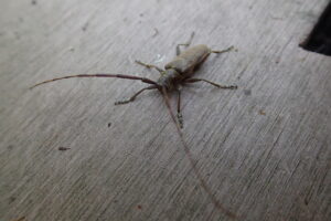 ビロウドカミキリ