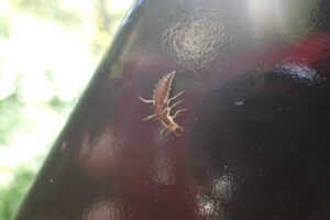 クサカゲロウの幼虫