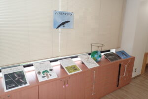 ハリオアマツバメの展示
