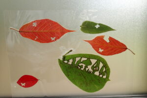 木の葉で切り絵にしたもの