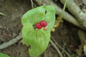 マイヅルソウの赤い果実