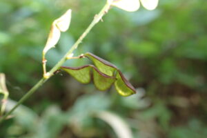 ヤブハギのサングラスのような形の果実