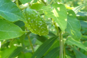 ガガイモの緑色のカカオのような形の