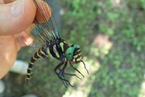 緑色の複眼がきれいなオニヤンマ